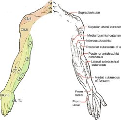 Nerves of the arm labeling