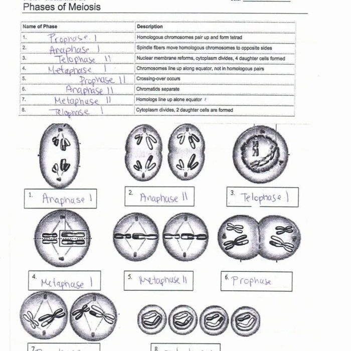 Meiosis vocabulary worksheet answer key