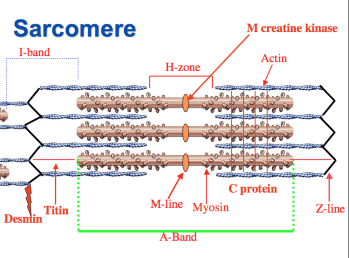 Identify each of the following regions of a sarcomere.