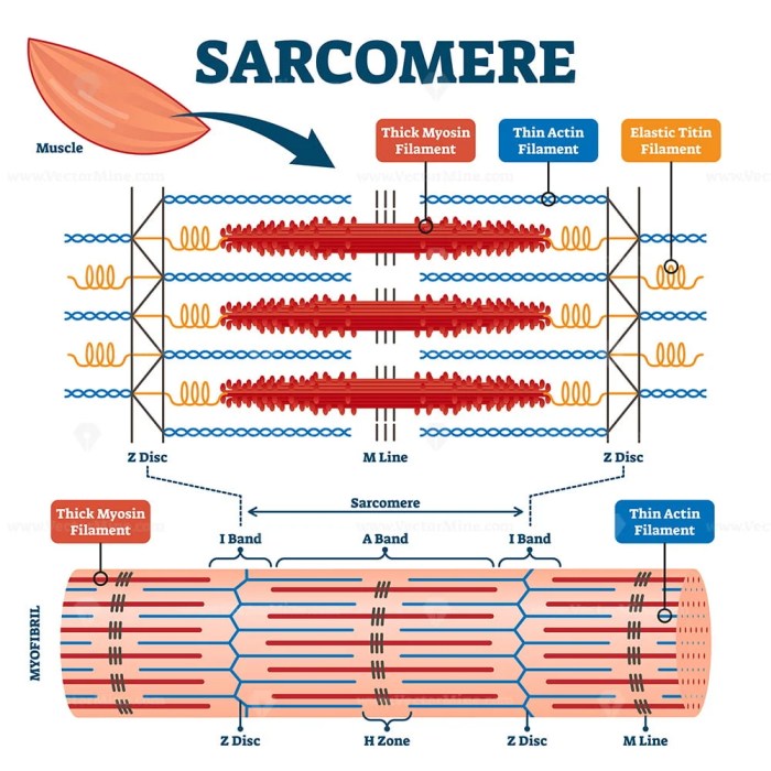 Identify each of the following regions of a sarcomere.