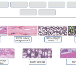 Muscle tissue drawing skeletal types anatomy cell biology muscular cells smooth human body cardiac diagram tissues functions muscles histology fibers